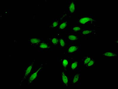 HIST1H3A Antibody