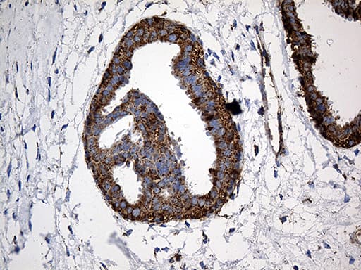 Monoclonal Mouse anti-Human CYP7B1 Antibody (clone OTI1G7, aa263-506, IHC, WB)