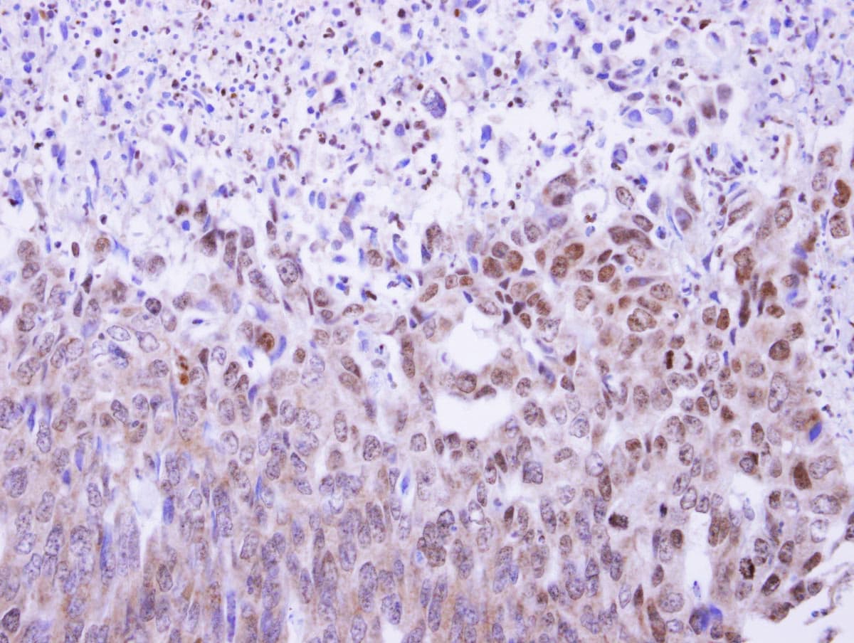 MAF1 Antibody (aa1-201)