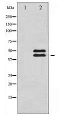 VASP Antibody