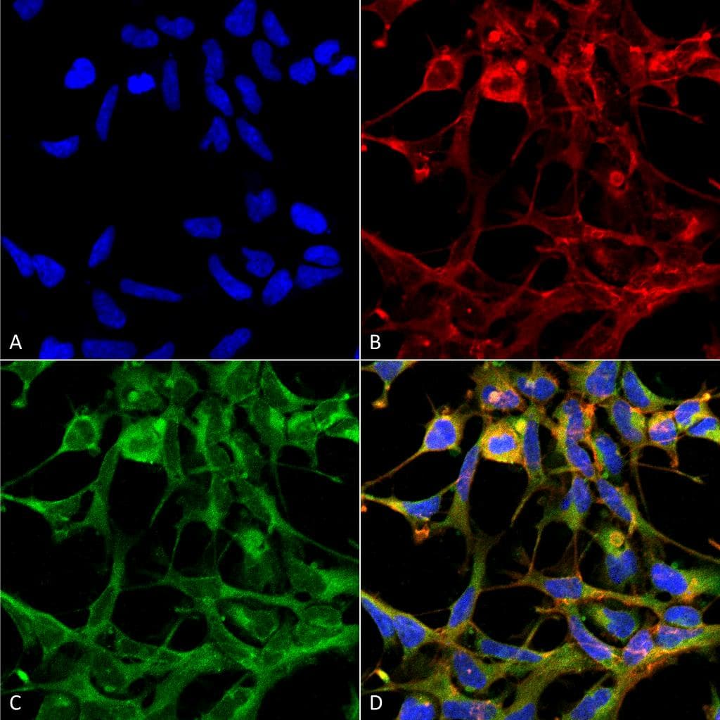NO Tryptophan (Nitrotryptophan) Antibody (clone 2D12, Atto 488)
