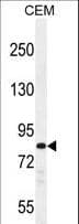 PCDHB3 Antibody (aa12-39)