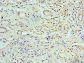 GJC1 / CX45 / Connexin 45 Antibody (aa247-396)
