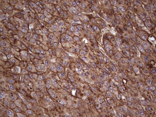 Monoclonal Mouse anti-Human APOE / Apolipoprotein E Antibody (clone OTI3F1, Carrier-free, IHC, WB)