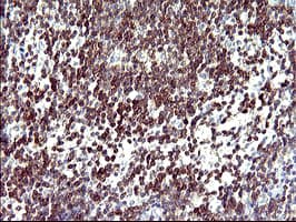 CD7 Antibody (clone OTI1A6)