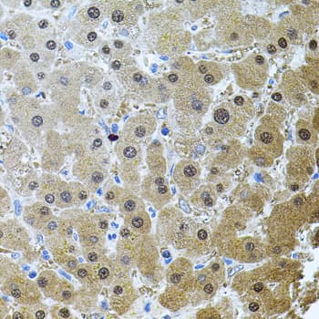 RNF166 Antibody