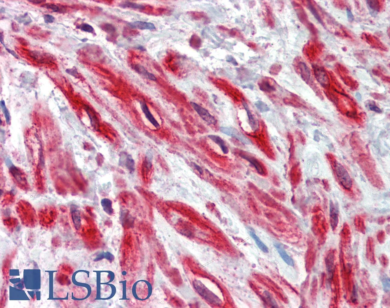 IHC-plus™ TRIM5 Antibody