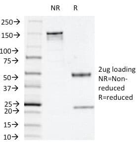 TP / Thymidine Phosphorylase Antibody (clone P-GF.44C, Azide-free, BSA-free)