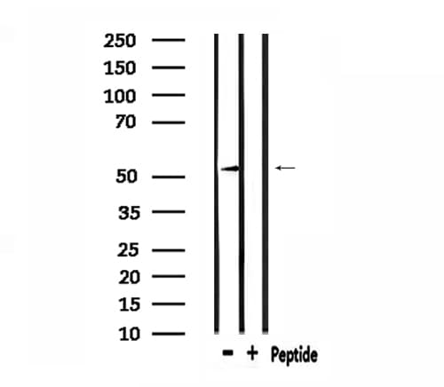ATF7 Antibody