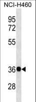 Polyclonal Rabbit anti-Human GNB4 Antibody (aa109-138, WB)