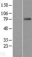 Human ZBTB22 Protein (Over-Expression Lysate Myc-DDK (Flag))
