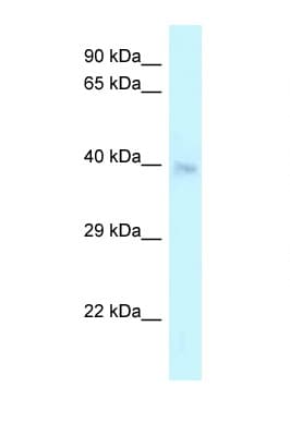 CRELD2 Antibody (C-Terminus)