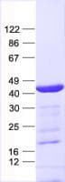 Human CYTIP Protein (Recombinant His, N-Terminal)