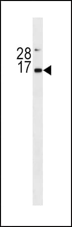 EPO / Erythropoietin Antibody (aa20-48)