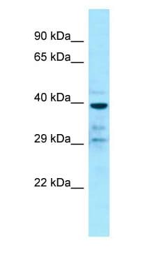 GPR68 / OGR1 Antibody (aa217-266)