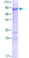 Human GPRIN2 / GRIN2 Protein (Recombinant GST)