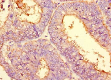 PODXL / Podocalyxin Antibody (clone 4D2G7)