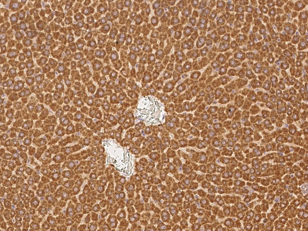 NMT2 Antibody