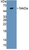 Antithrombin Antibody (aa33-465, PE)