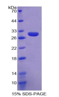 Mouse ATP1B3 Protein (Recombinant His-T7)