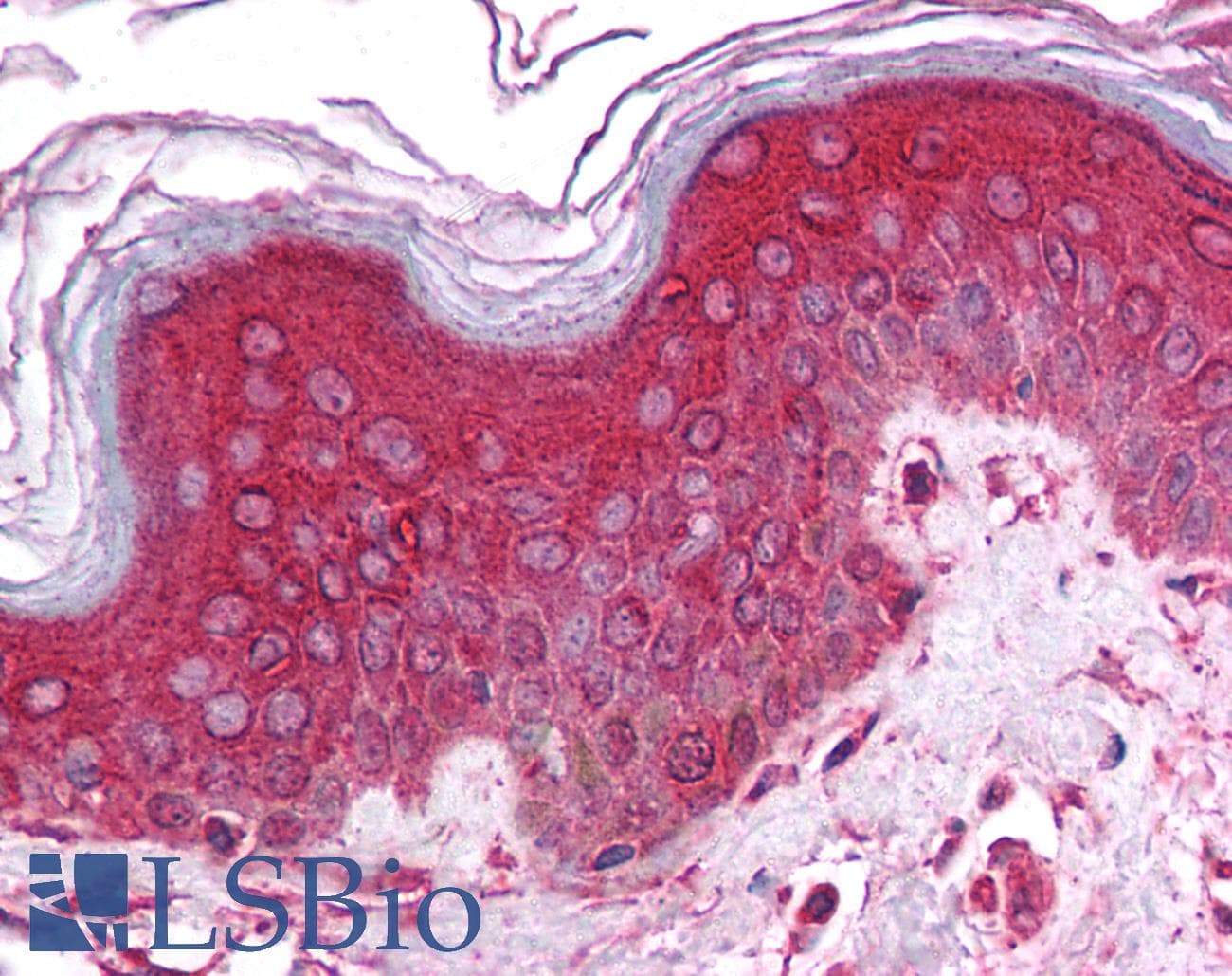 CHRNA9 Antibody (N-Terminus)