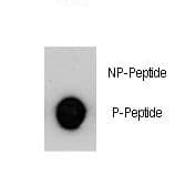 EMA / MUC1 Antibody (phospho-Tyr1229)