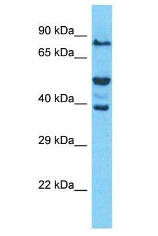 Polyclonal Rabbit anti-Human OR52W1 Antibody (aa189-238, WB)