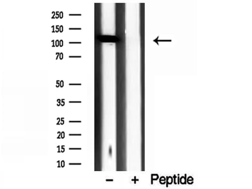 Polyclonal Rabbit anti-Human IPO4 Antibody (IHC, IF, WB)