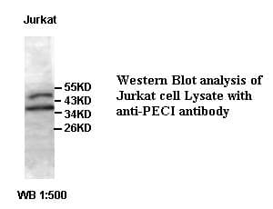 ECI2 / PECI Antibody