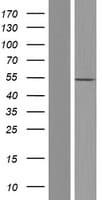 Human PPP2R2B Protein (Over-Expression Lysate Myc-DDK (Flag))