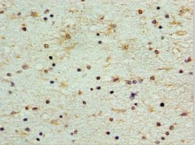 CDK10 Antibody (aa1-283)