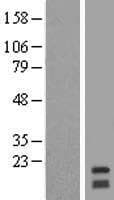 RNF122 Protein (Over-Expression Lysate Myc-DDK (Flag))