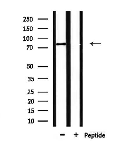 CLASRP Antibody