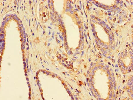 BUB3 Antibody