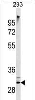 ZWINT Antibody