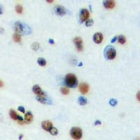 MECP2 Antibody