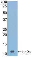 SERPINA12 / Vaspin Antibody (aa71-148, Biotin)