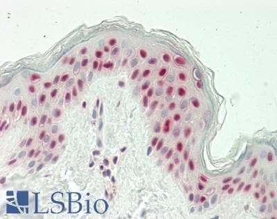 IHC-plus™ SRSF3 / SRP20 Antibody (C-Terminus)