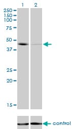 Monoclonal Mouse anti-Human TBXT / T / Brachyury Antibody (clone 5H8, WB)