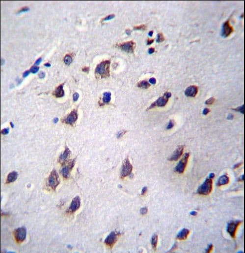 LSM12 Antibody (aa146-174)