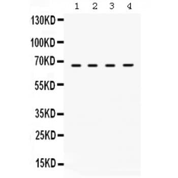 STXBP2 Antibody (aa184-215)