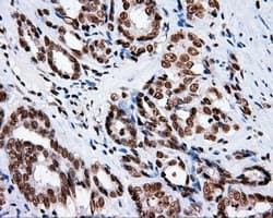 XRCC1 Antibody (clone OTI2F8)