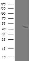 MRPS27 Antibody (clone OTI1A5)