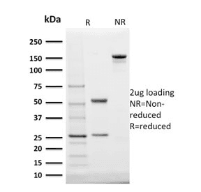 STAR Antibody (clone STAR/2140)