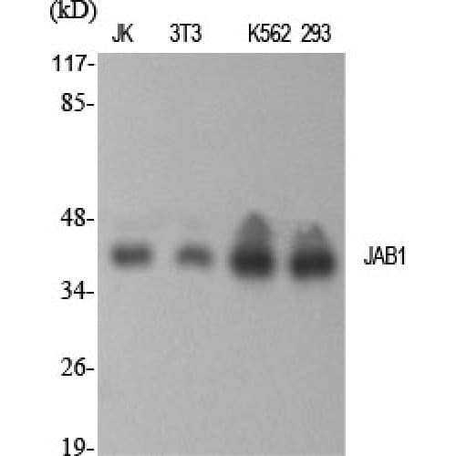 COPS5 / JAB1 Antibody (130-210 aa, Internal)
