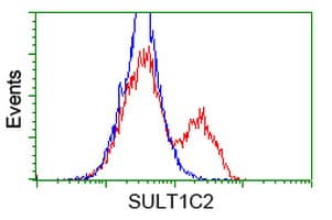 SULT1C2 / Sulfotransferase 1C2 Antibody (clone OTI8A1)