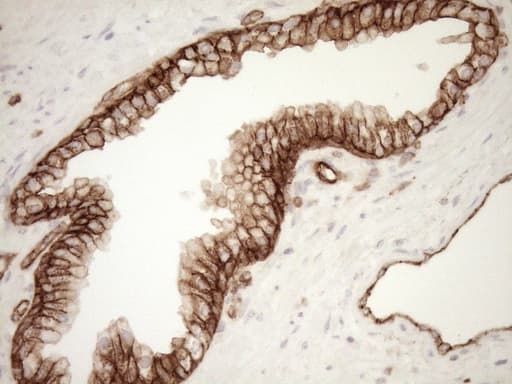 EPLIN Antibody (aa1-275, clone OTI7H8)