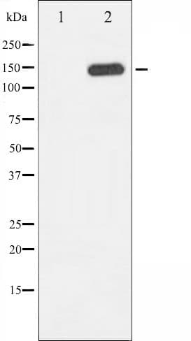 PLCG1 Antibody (phospho-Tyr783)