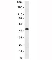 GFAP Antibody (clone GFA12-3)