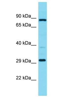 MBLAC1 Antibody (aa185-234)